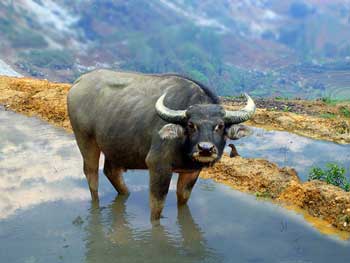 Dẫn hồn trâu về Mường Then