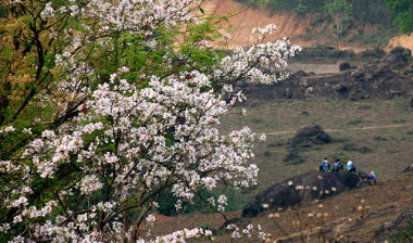 VỀ ĐIỆN BIÊN – VỀ MIỀN HOA BAN.