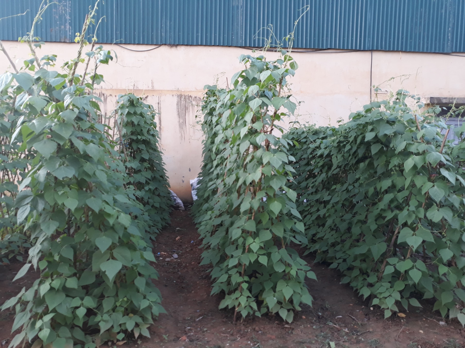 44702841 2191630047775455 8317642092159434752 n